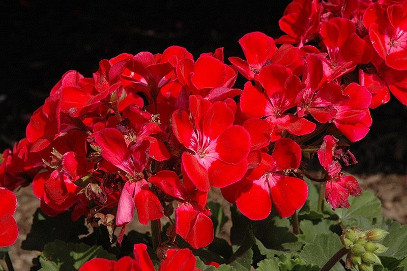 2 x Trailing Geranium PAC 'Ruby' - Ivy Leaf Summer Bedding Plants 10.5cm Pots