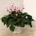 2x Cyclamen Victoria Plants 10.5cm Pots Autumn Winter Flowering
