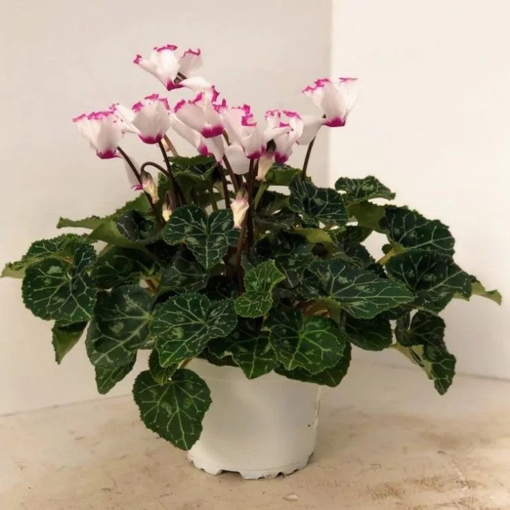 2x Cyclamen Victoria Plants 10.5cm Pots Autumn Winter Flowering