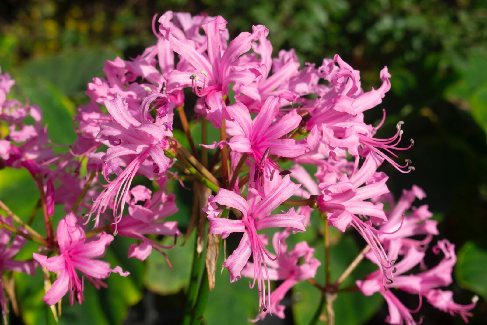 38 x Exotic Bulbs Mix – Tigridia, Nerine, Ismene, Gladioli