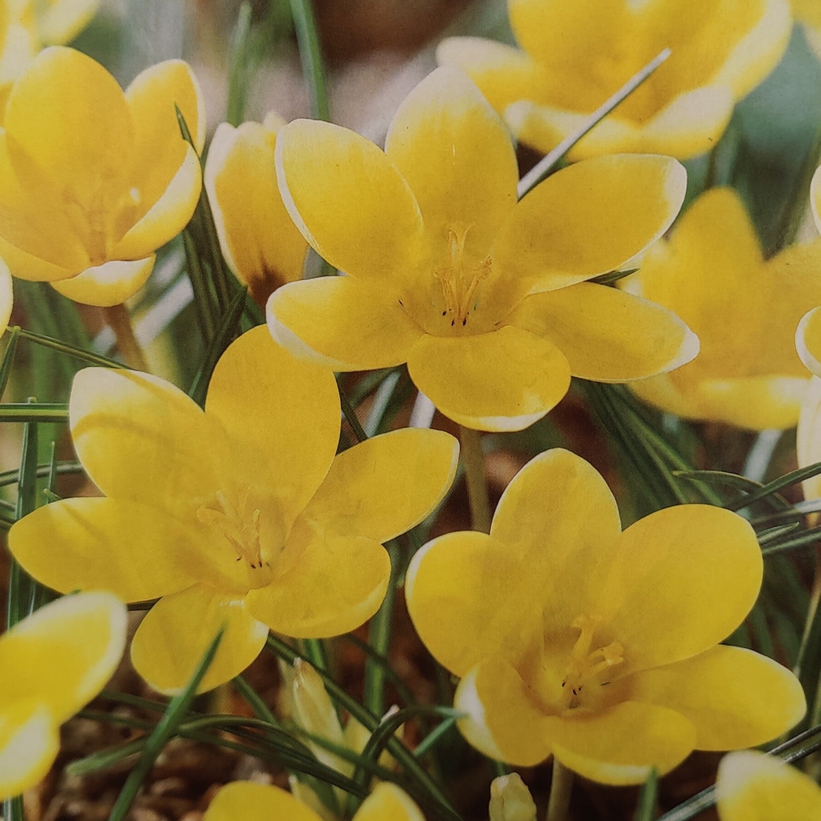 25x Crocus Romance Bulbs Spring Flowering Yellow Garden Bulbs Autumn Planting