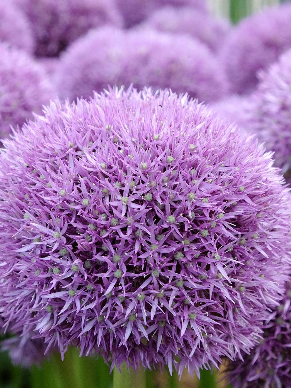 Allium Pinball Wizard 20cm+ Bulbs Giant Purple Garden Flower Perennial