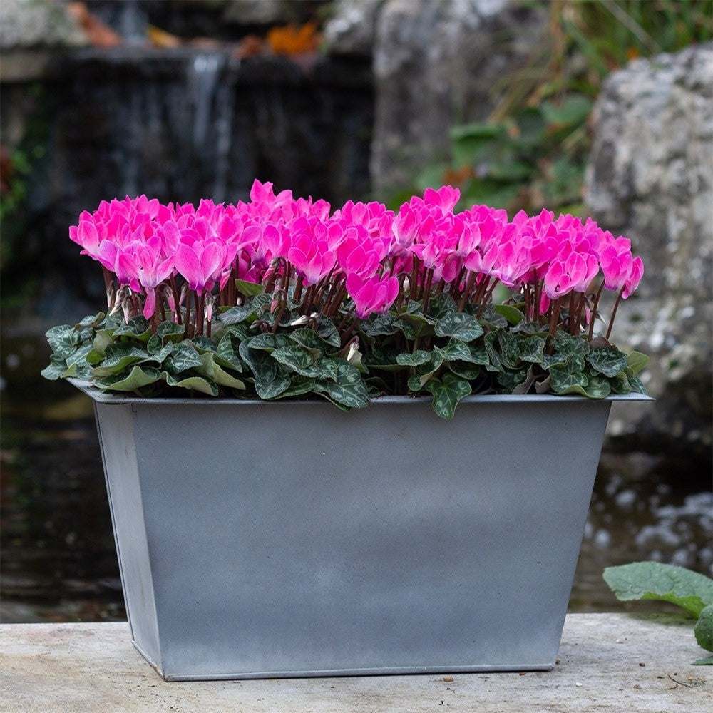 2x Cyclamen Compact Pink Plants 10.5cm Pots Autumn Winter Flowering