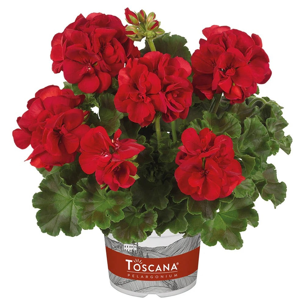 3x Geranium Bernd Dark Red Plants 10.5cm Pots Summer Bedding Flowers