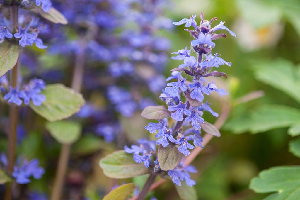 2x Ajuga Braunherz Plants 9cm Pots Hardy Ground Cover Blue Flowers Perennial