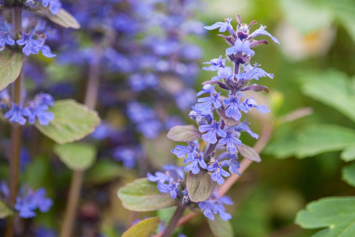 2x Ajuga Braunherz Plants 9cm Pots Hardy Ground Cover Blue Flowers Perennial