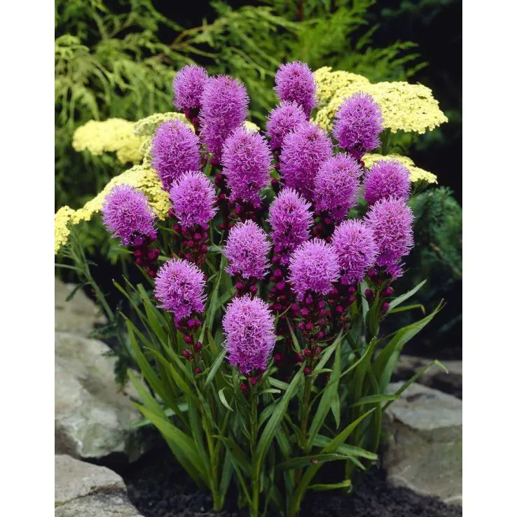4 x Liatris Spicata Kobolt Bulbs - Gayfeather Compact and Colourful Perennial