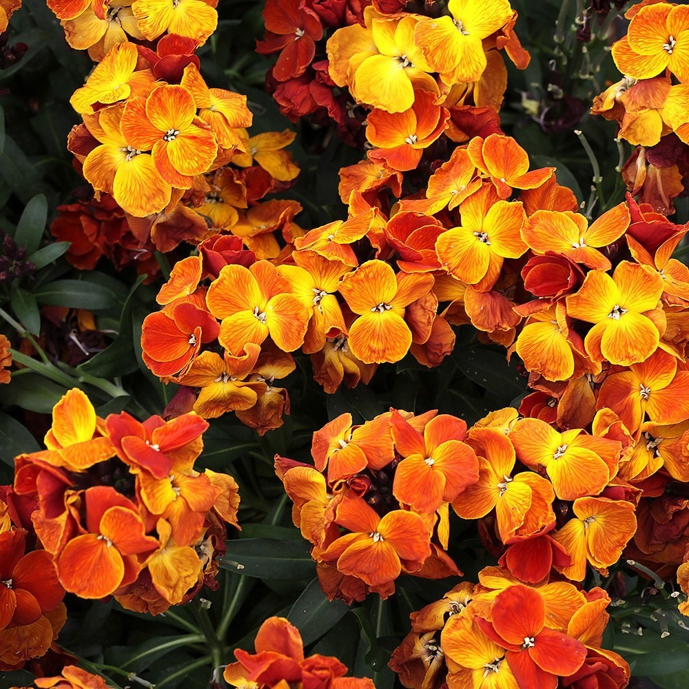 2x Wallflower Sugar Rush Orange Plants 9cm Pots Hardy Fragrant Flowers