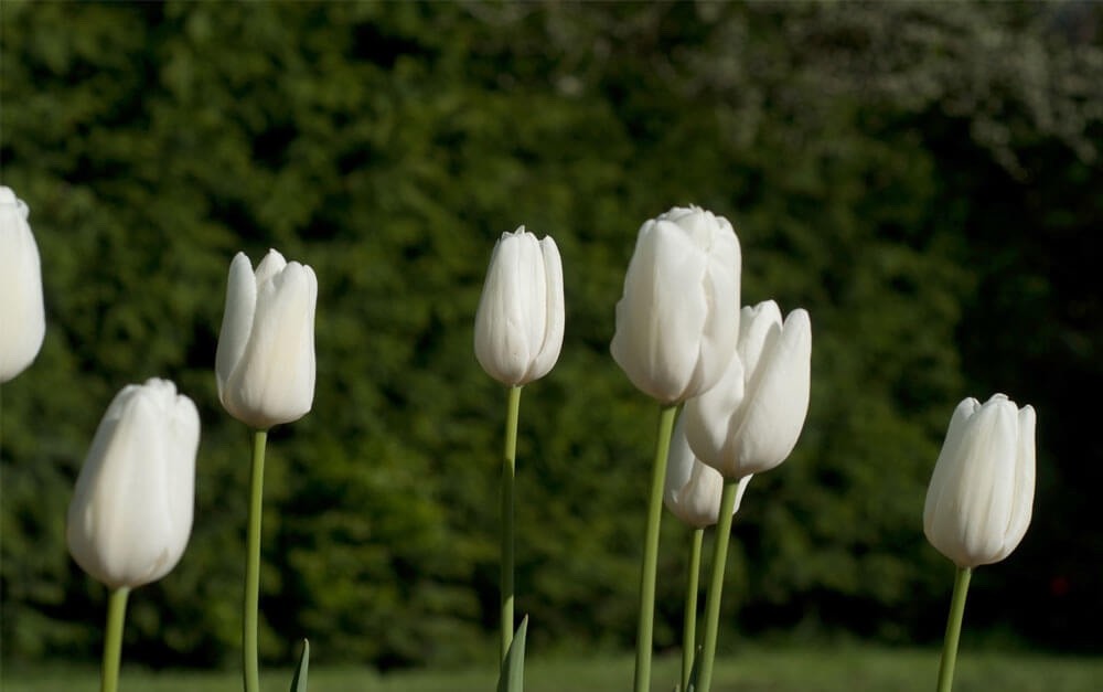 10x Tulip Hakuun Bulbs 10/11cm Large White Spring Flowering Garden Tulips