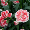 2 x Dianthus Oscar 'White and Red' -  Carnation Garden Plants in 10.5cm Pots