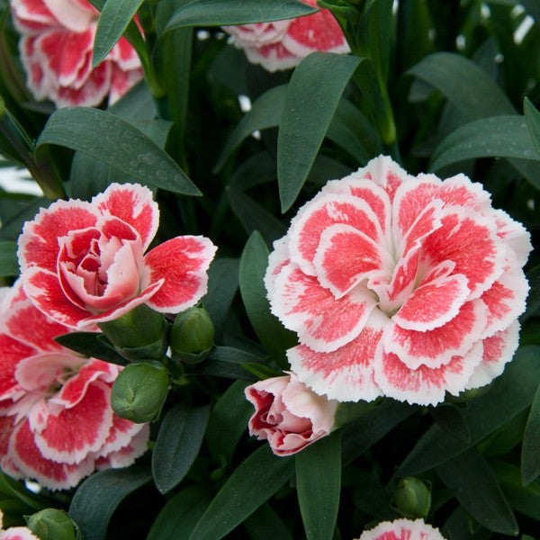 2 x Dianthus Oscar 'White and Red' -  Carnation Garden Plants in 10.5cm Pots