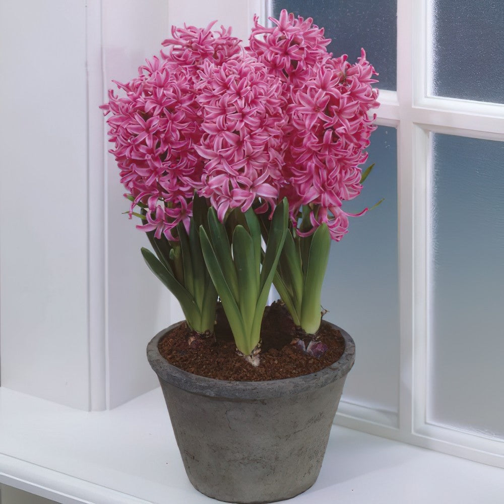 5x Prepared Hyacinth Pink Pearl 16/17cm Indoor Bulbs Christmas Pre-Order