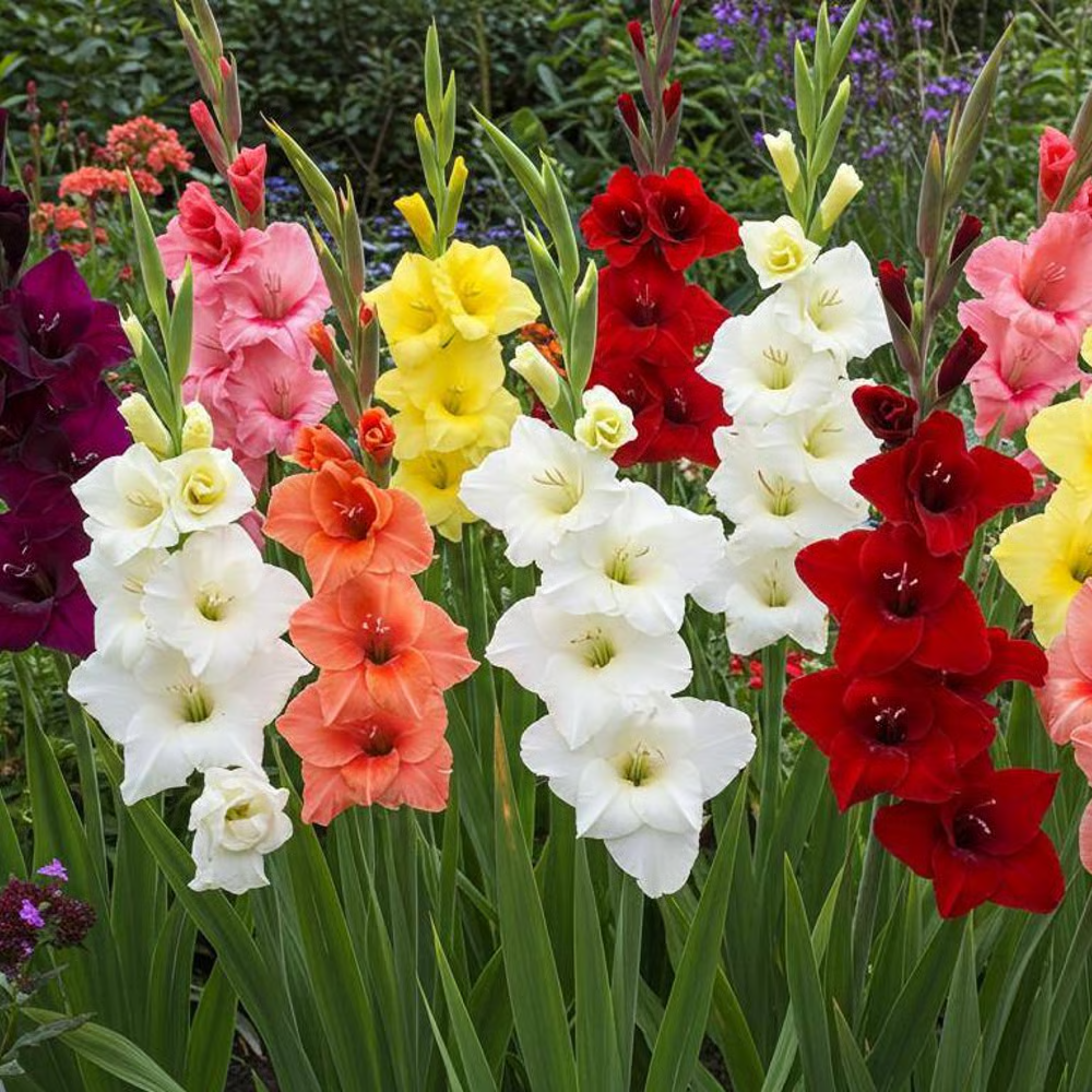 32 x Gladioli Mixed Bulbs - Fantastic Cut Flowers Summer Perennial