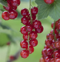 Redcurrant 'Rosetta' - Hardy Large Ribes ready to fruit in Summer 3ltr pot