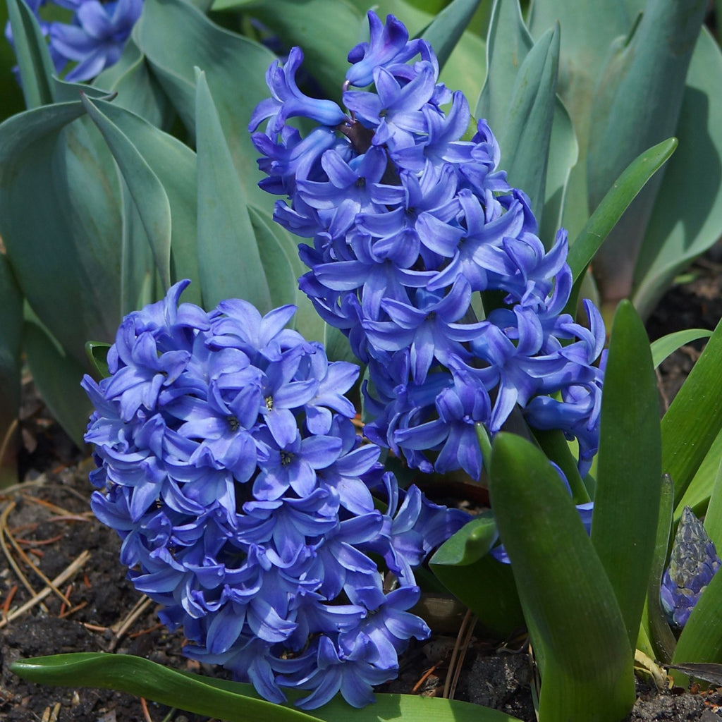 5x Prepared Hyacinth Delft Blue 16/17cm Indoor Bulbs Christmas Pre-Order