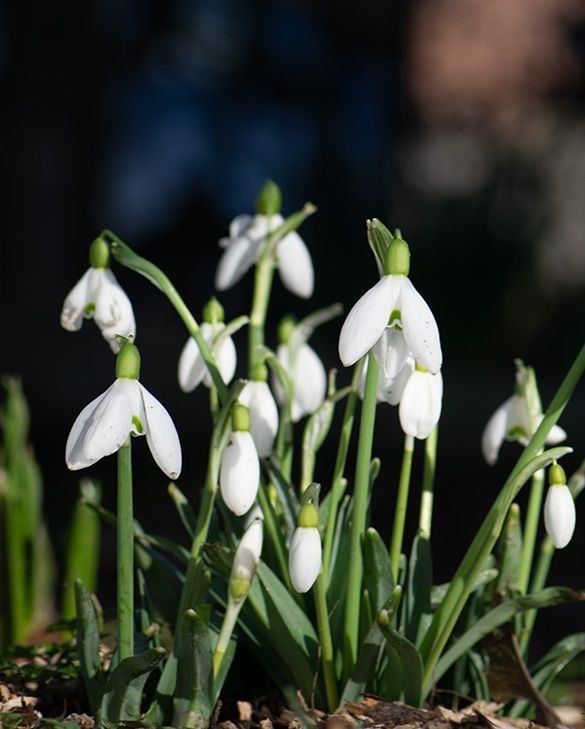 15x Snowdrop Nivalis Bulbs 4/5cm Common Snowdrops White Spring Flowers