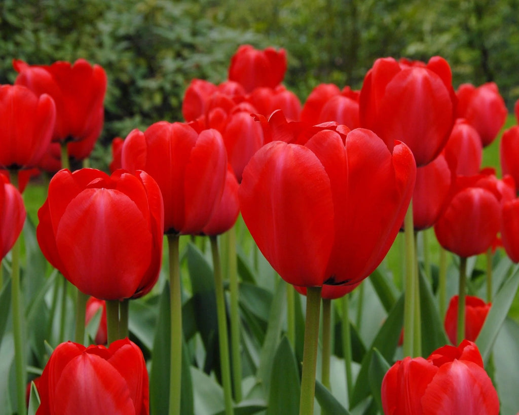 15x Tulip Red Impression Bulbs Large Red Spring Flowering Autumn Planting