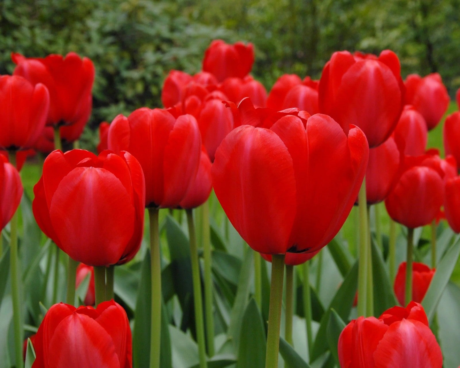 15x Tulip Red Impression Bulbs Large Red Spring Flowering Autumn Planting