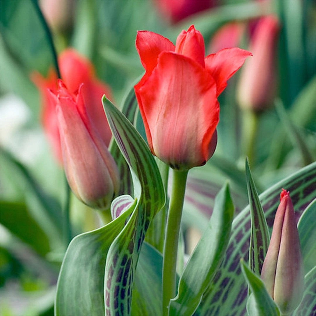 15x Dwarf Tulip Red Riding Hood 10/11cm Bulbs Autumn Planting Pre-Order
