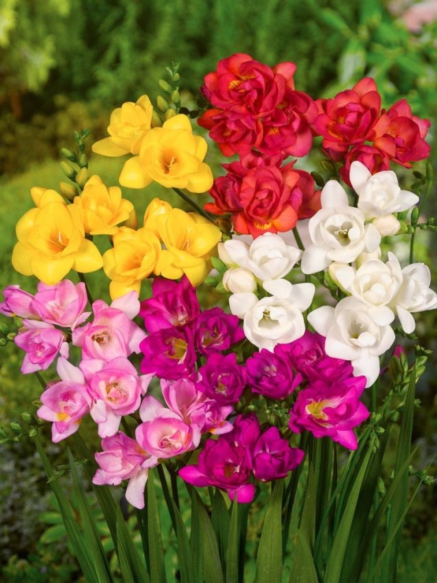 40 x Freesia Double Mixed Bulbs - Highly Fragrant Colourful Blooms Perennial