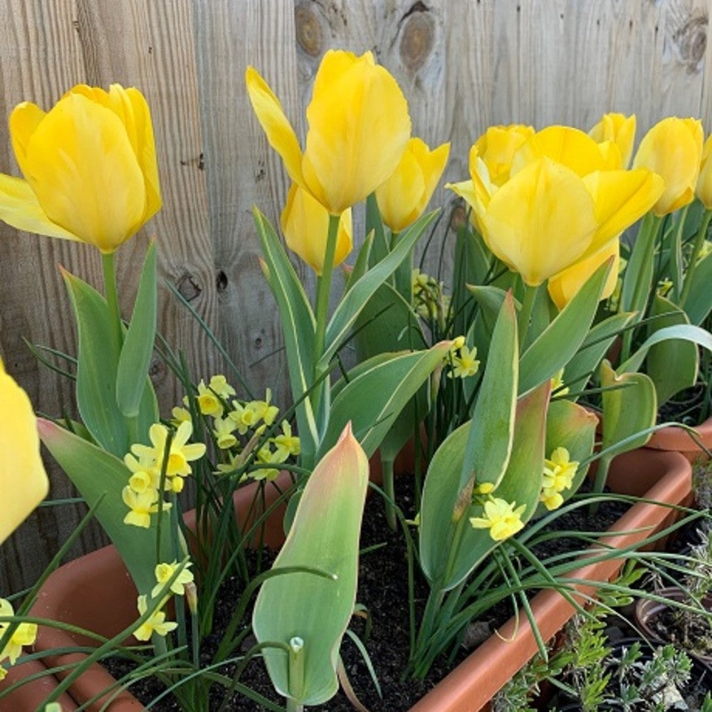 10x Tulip Golden Apeldoorn Bulbs 10/11cm Yellow Spring Flowering Tulips