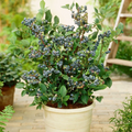 2 x Patio Blueberry "Sunshine Blue" plants -  Vaccinium Corymbosum in 9cm Pot