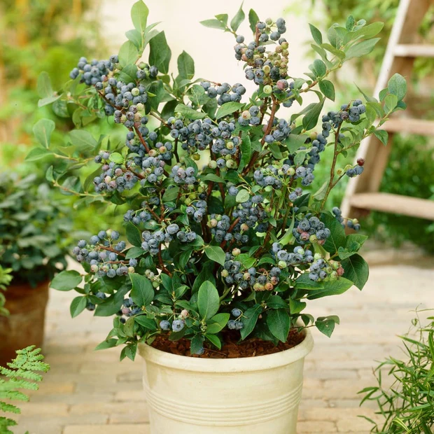 2 x Patio Blueberry "Sunshine Blue" plants -  Vaccinium Corymbosum in 9cm Pot