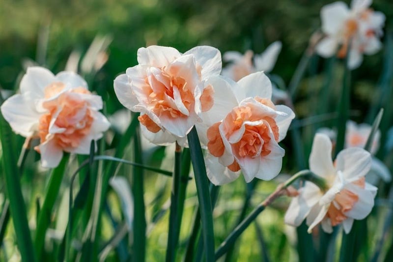 15x Daffodil Delnashaugh Bulbs Double White Pink Spring Narcissus Flowers