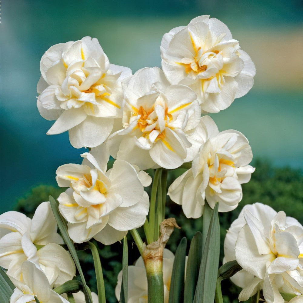 15x Daffodil Sir Winston Churchill Bulbs Double White Scented Narcissus