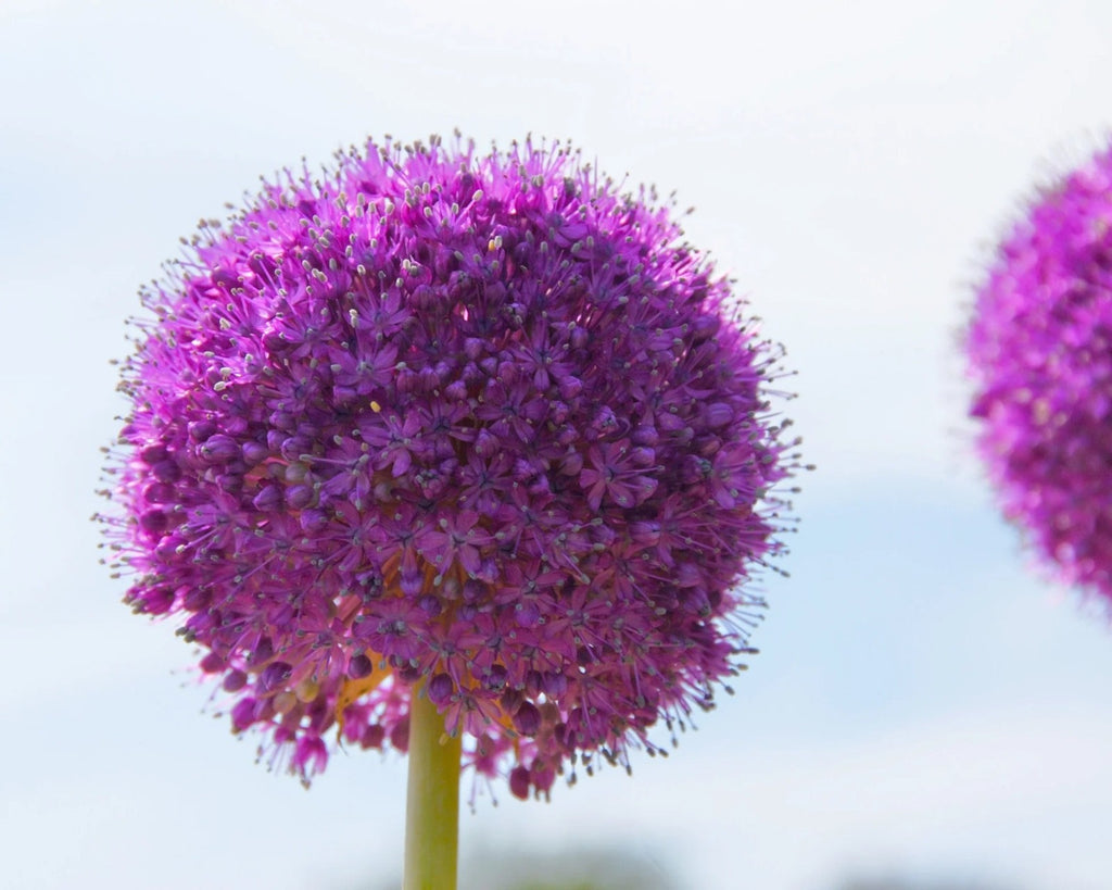 Allium Globemaster Bulbs 24cm+ Giant Purple Ornamental Flower Perennial