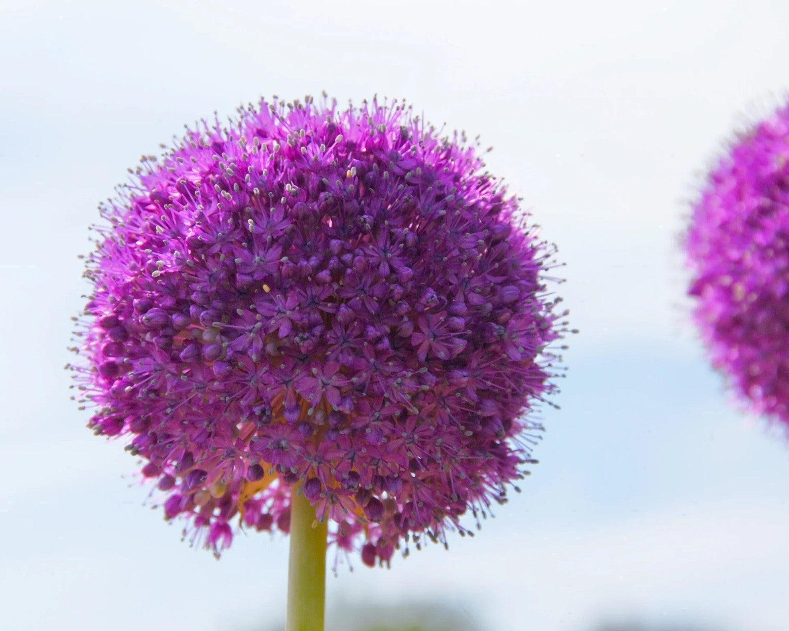 Allium Globemaster Bulbs 24cm+ Giant Purple Ornamental Flower Perennial