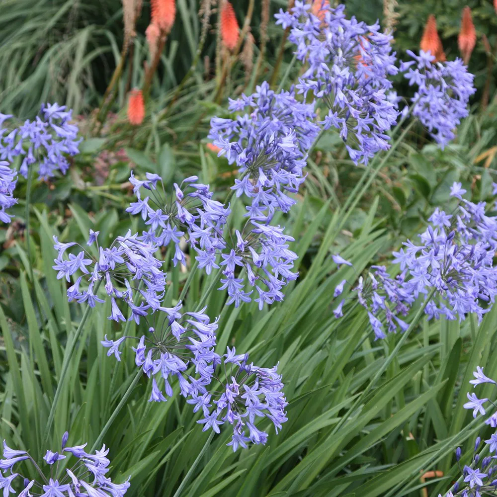4 x Agapanthus Africanus Bulbs - Attracts Bees and other pollinators