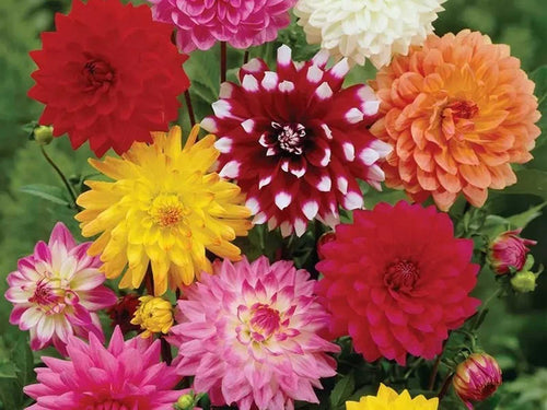 12 x Dahlia Decorative Mixed Bulbs - Perfect for adding colour to your garden