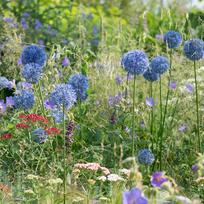 2 x Allium Azureum Caeruleum - Ornamental Onion Hardy Perennial in 9cm pots