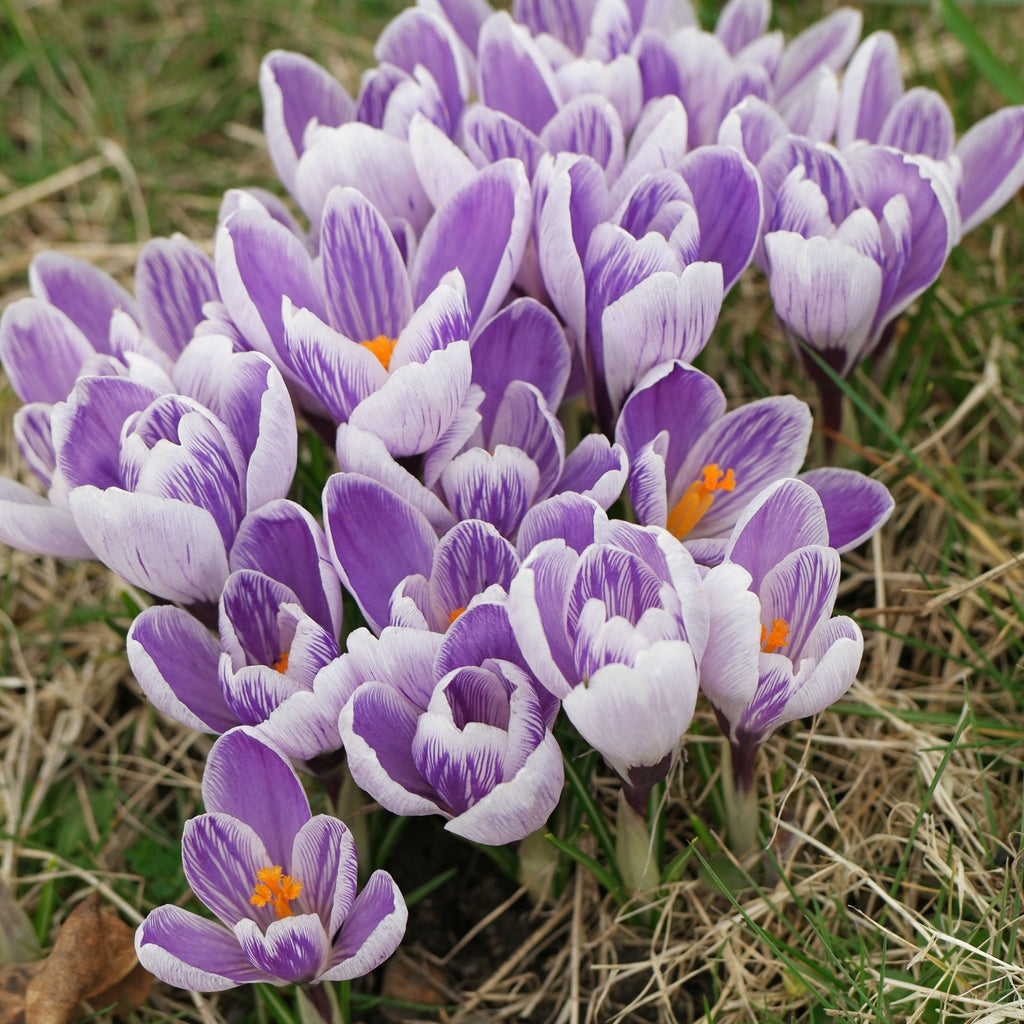 15x Crocus Pickwick Bulbs 8/9cm Striped Spring Flowering Garden Bulbs