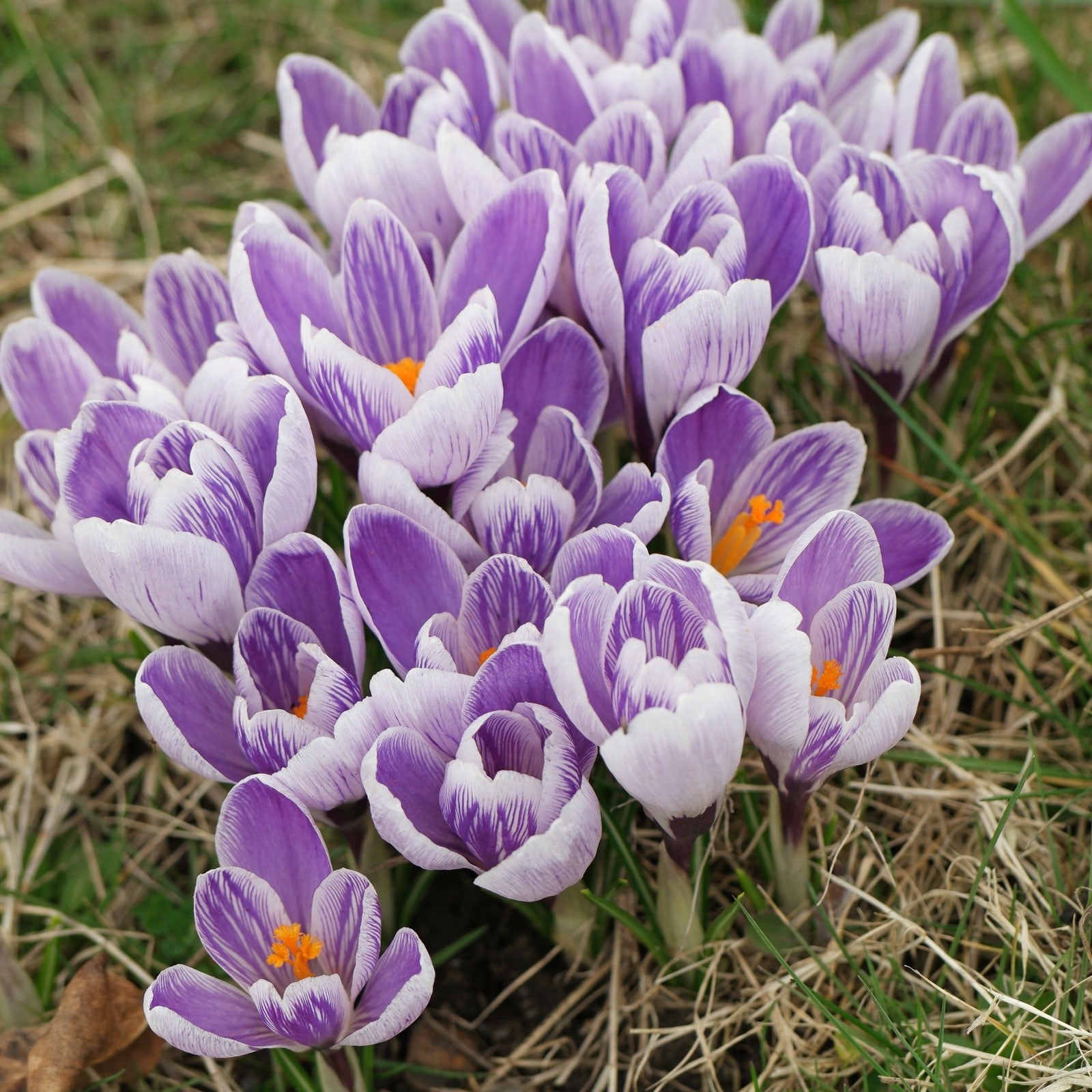 15x Crocus Pickwick Bulbs 8/9cm Striped Spring Flowering Garden Bulbs