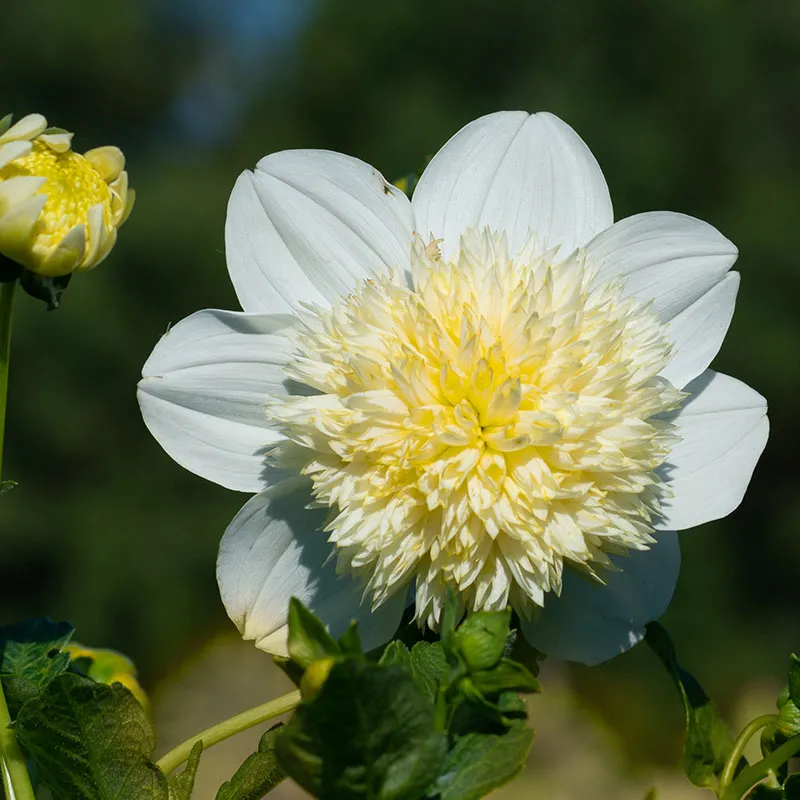2x Dahlia Platinum Blonde Plant 2L Pot Anemone Flower Garden Plant