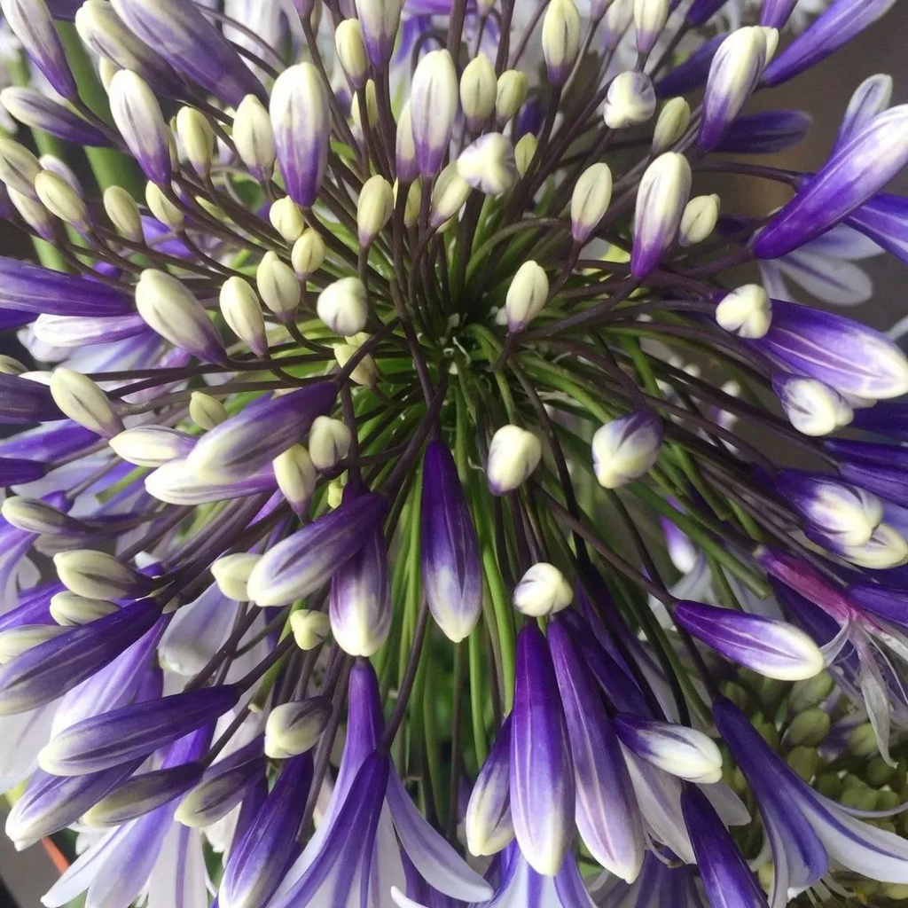 Agapanthus 'Fireworks' - Garden perennial plant in 1.5 Litre pot