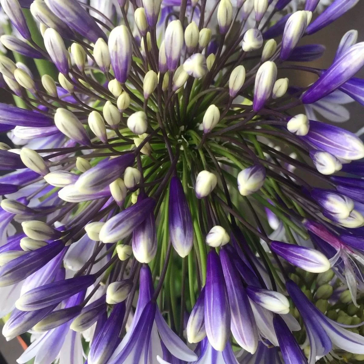 Agapanthus 'Fireworks' - Garden perennial plant in 1.5 Litre pot