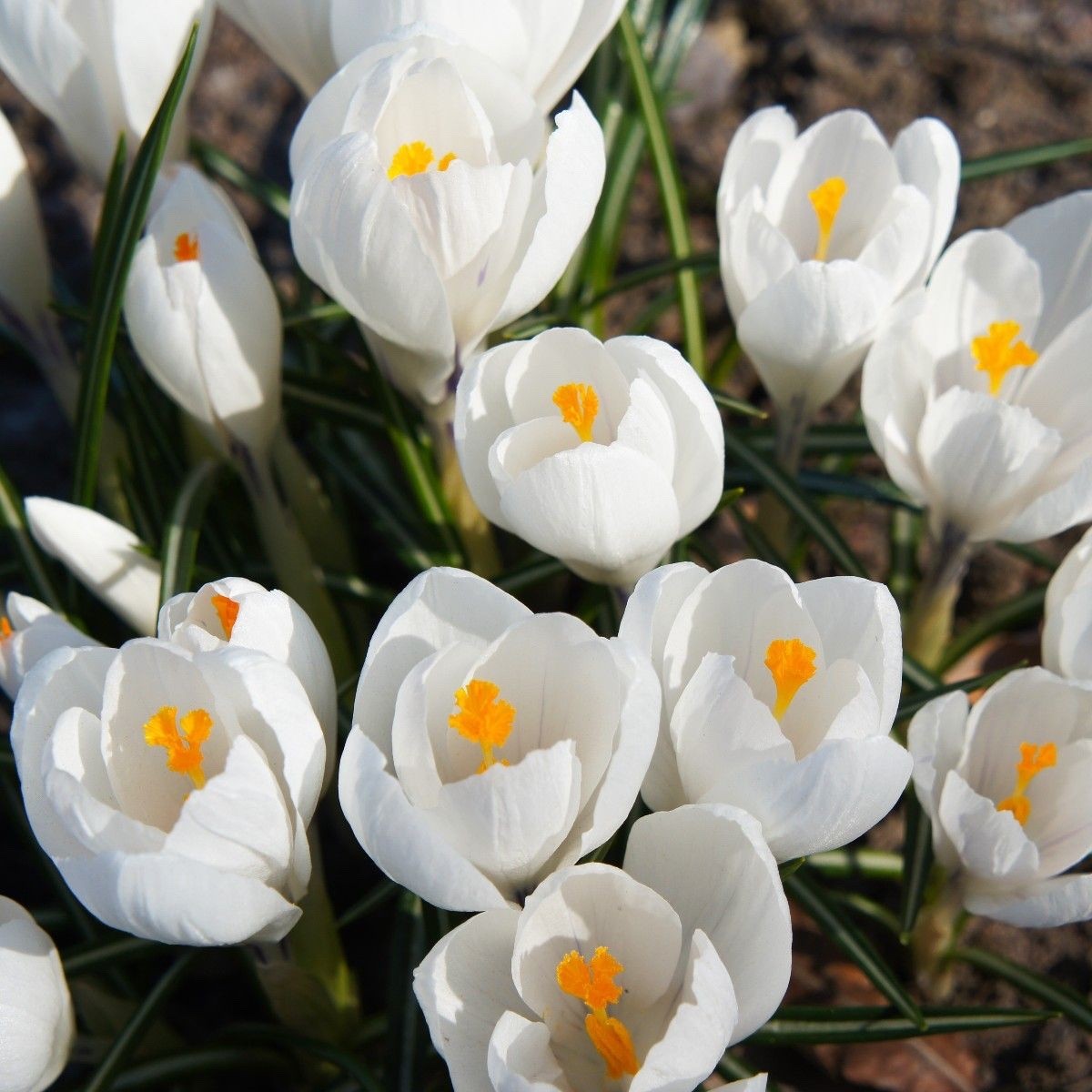 15x Crocus Jeanne D'Arc Bulbs 8/9cm White Spring Flowering Garden Bulbs