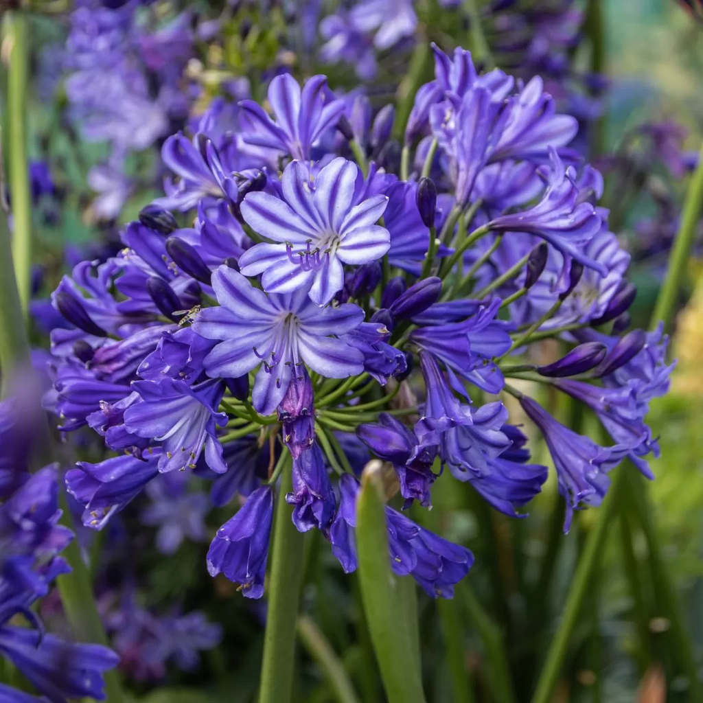 Agapanthus 'Midnight Sky' - Garden perennial plant in 1.5 Litre pot