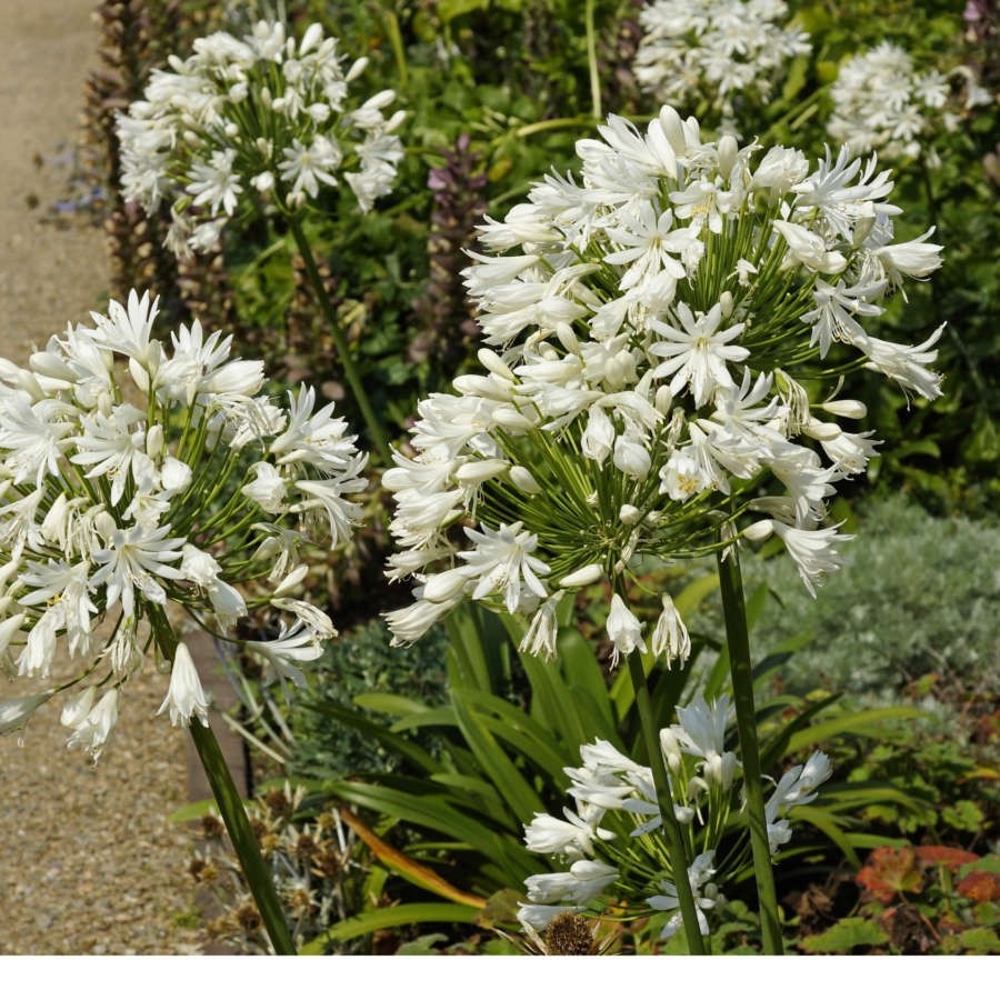 13 x Tropical Bulbs Mix – Canna, Agapanthus, Begonia, Nerine, Chasmanthe