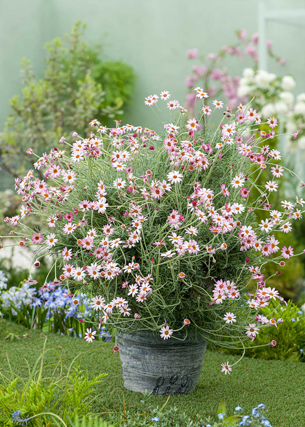 Rhodanthemum 'Marrakech' - Moroccan Daisy Hardy Garden Shrub in 2 litre pot