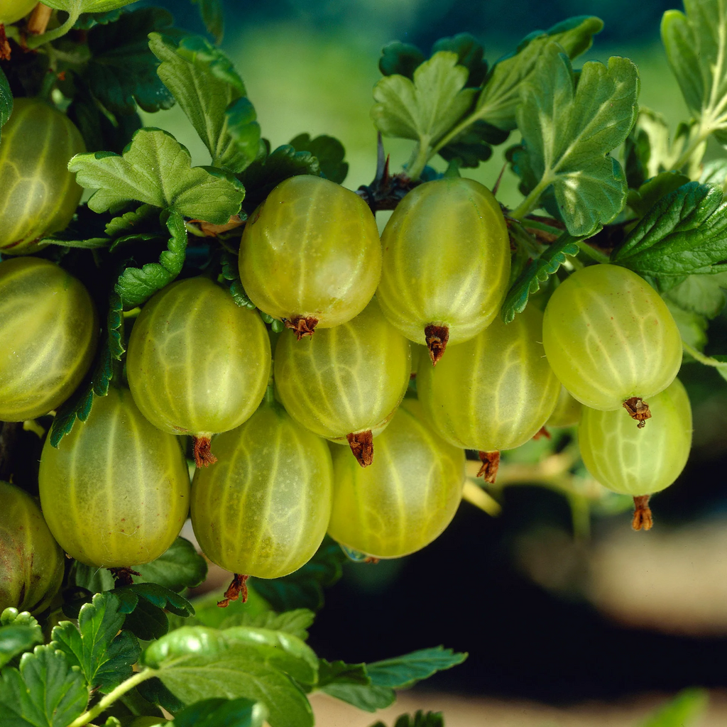 Gooseberry 'Hinnonmaki Green' - Large Ribes ready to fruit in Summer 3ltr pot