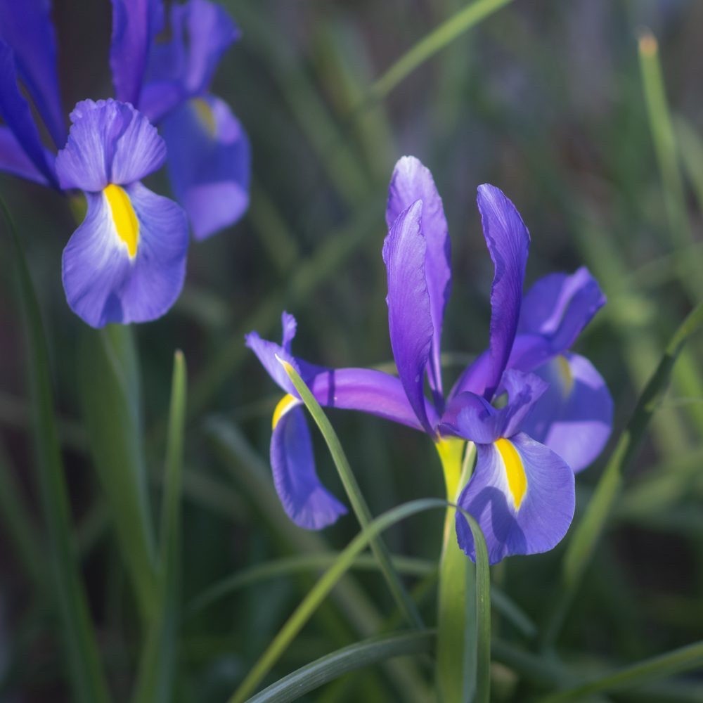 20 x Dutch Iris Blue Magic Bulbs - Striking Spring Summer Cut Flowers