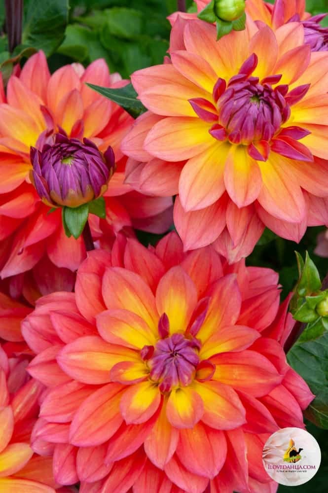4 x Dahlia Firepot Bulbs - Excellent Cut Flower Striking Perennial Garden Plant