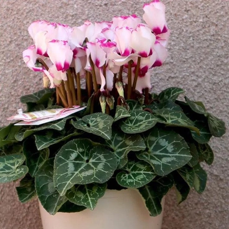 2x Cyclamen Victoria Plants 10.5cm Pots Autumn Winter Flowering