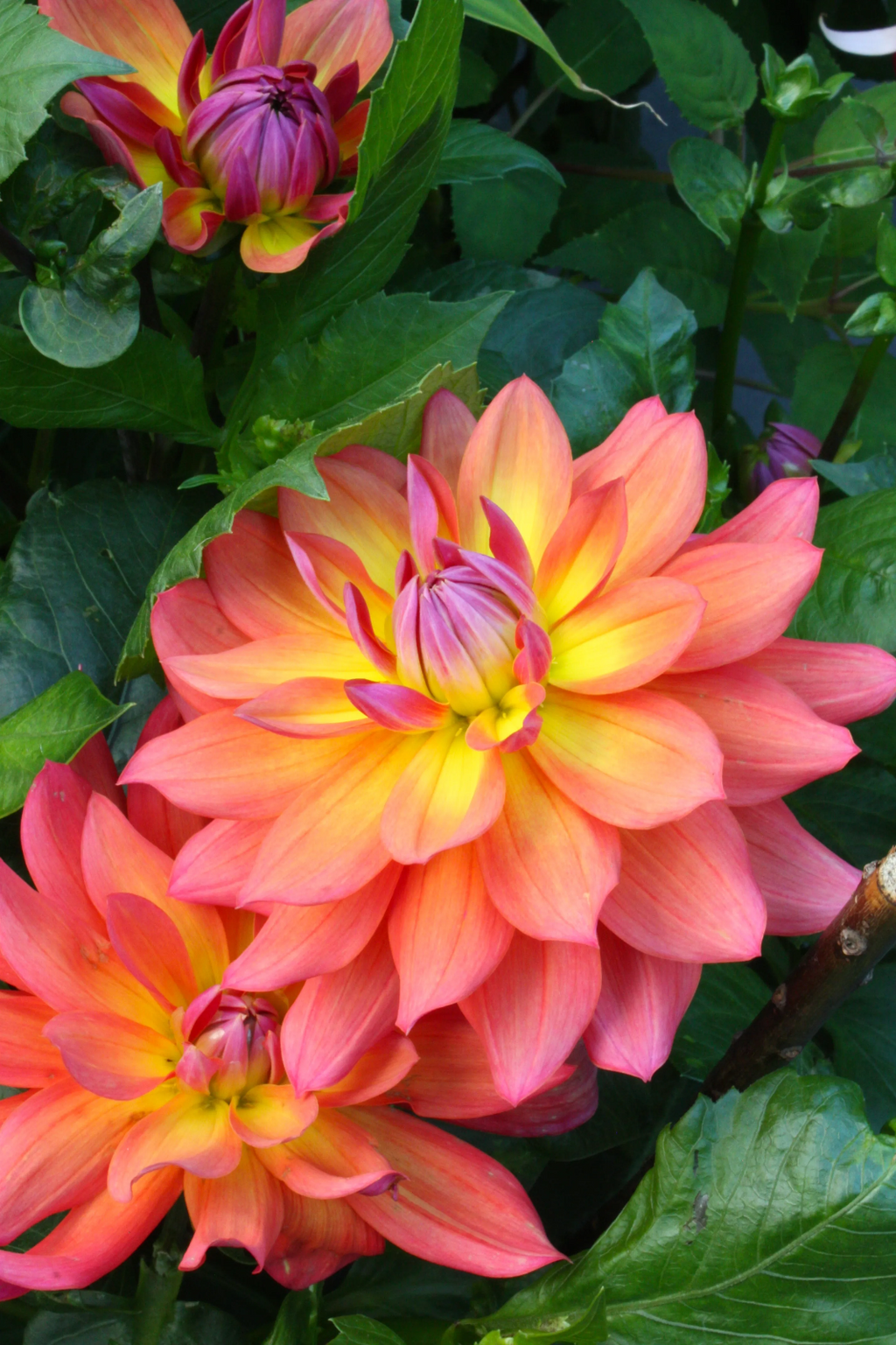 Dahlia Firepot Plant 2L Pot Striking Perennial Cut Flower Garden