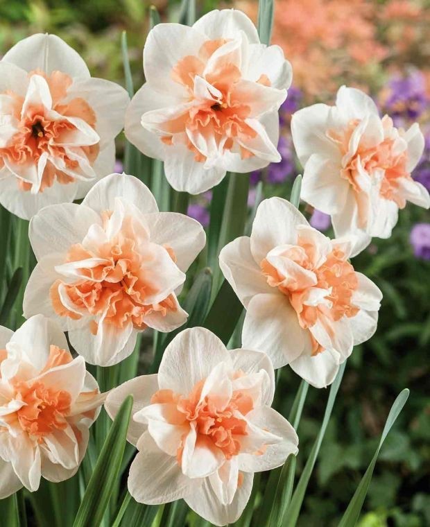 15x Daffodil Delnashaugh Bulbs Double White Pink Spring Narcissus Flowers