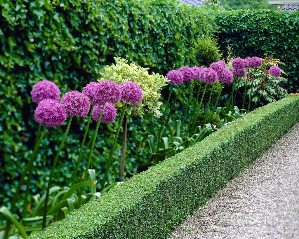 Allium Globemaster Bulbs 24cm+ Giant Purple Ornamental Flower Perennial
